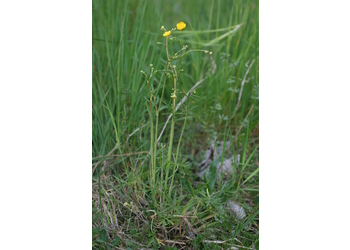 Scharfer Hahnenfuß (Ranunculus acris) - © Emanuel Trummer